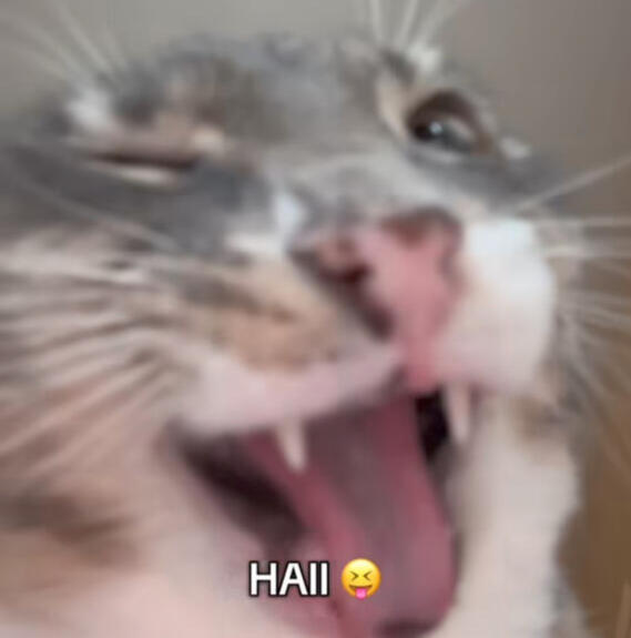 credit : @iamrigbycat on Instagram